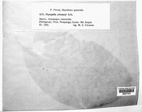 Physopella artocarpi image